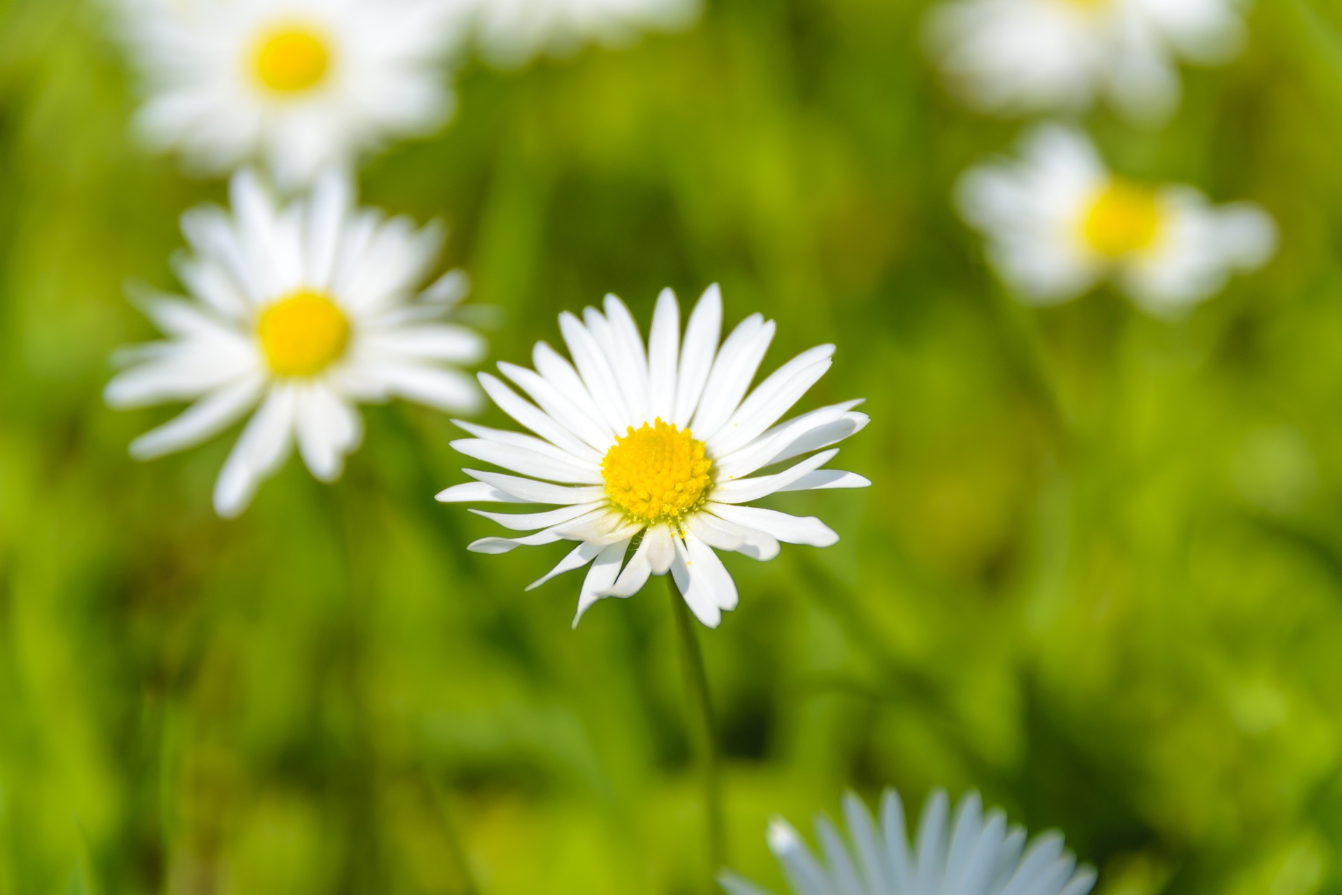 absolutely-wonderful-daisies-1407643_1920